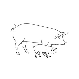 Bonds of the Barnyard: Generations of Pigs on the Farm