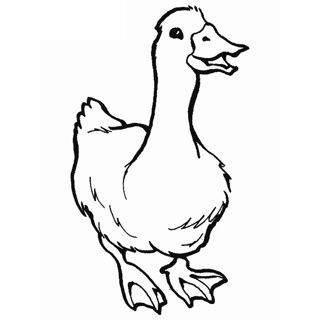 Quacking Fun on the Farm: A Day with the Ducks!