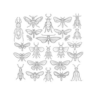 Entomological Art: A Collection of Insect Illustrations