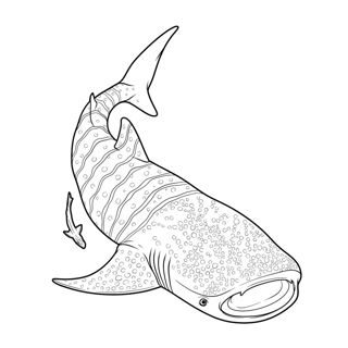 Majestic Giants of the Ocean: Whale Sharks